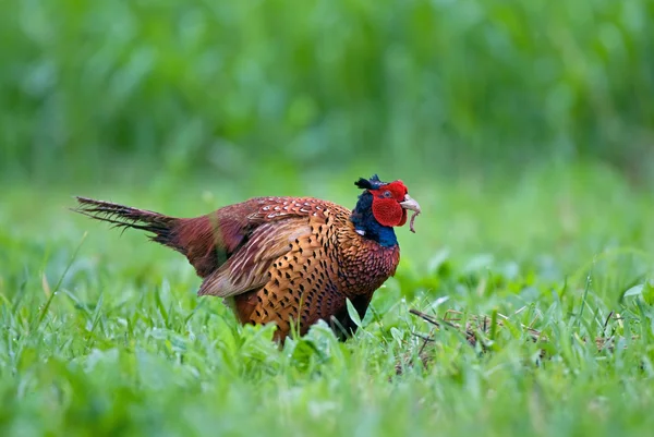 Pheasant eating worm — Stock Photo, Image