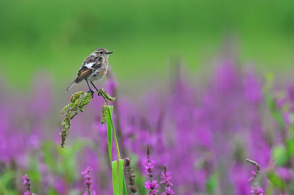 Common stonechat — Stock Photo, Image