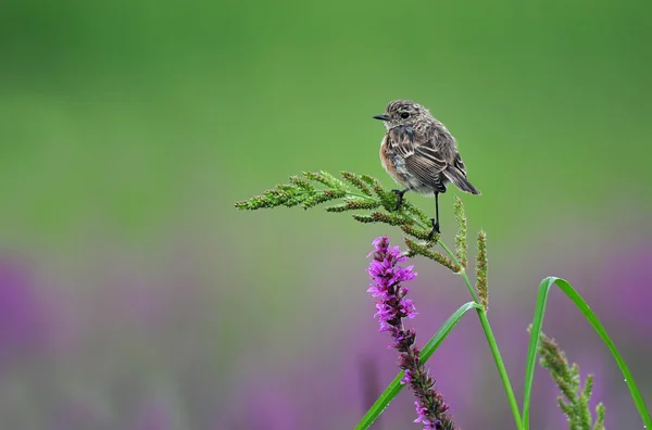 Gemensamma buskskvätta — Stockfoto