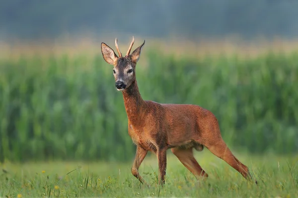 Rehwild — Stockfoto