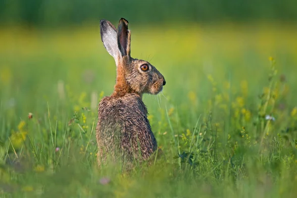 Blauwe haas — Stockfoto