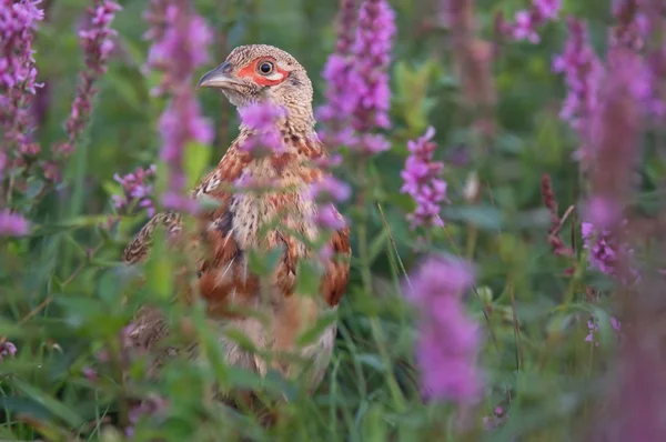 Young pheasant — Stock Photo, Image