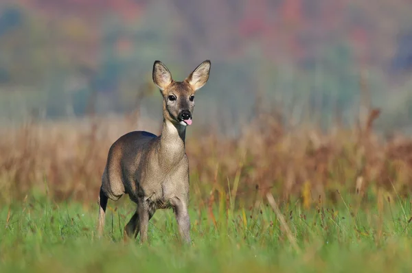 Rehwild — Stockfoto