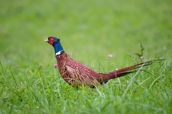 Male pheasant — Stock Photo, Image