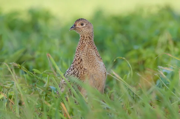 Female pheasant — Stock Photo, Image