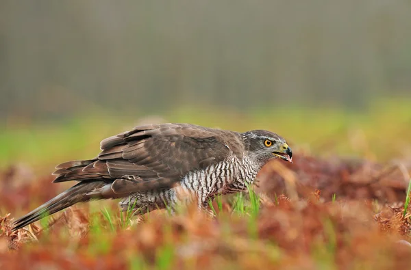 Nördlicher Habicht — Stockfoto