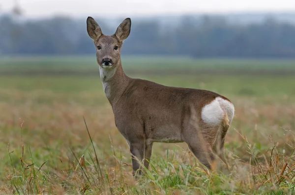 Roe herten — Stockfoto