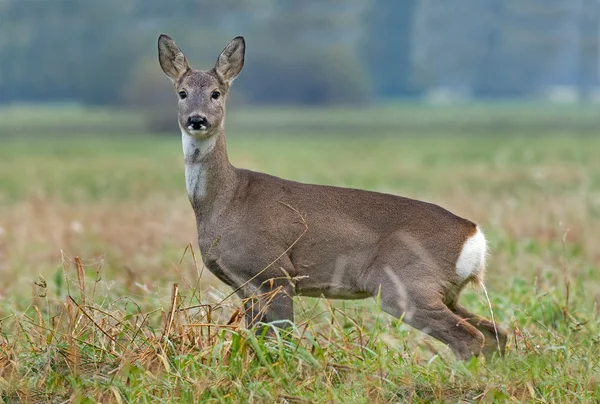 Rehwild — Stockfoto