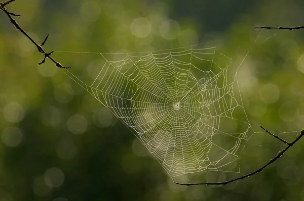Păianjen web — Fotografie, imagine de stoc