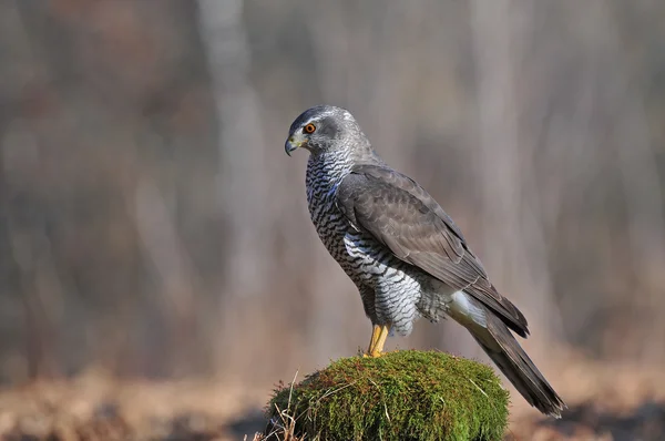 Kungsörn — Stockfoto