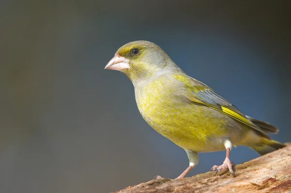 Grönfink — Stockfoto