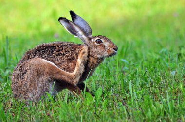 Brown hare clipart