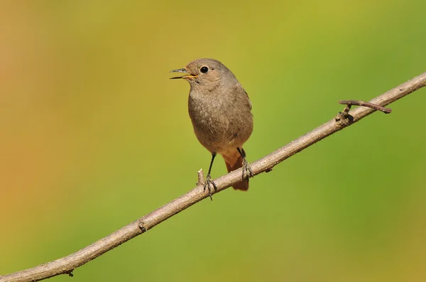 Black redstart standing on a branch — Stock Photo, Image