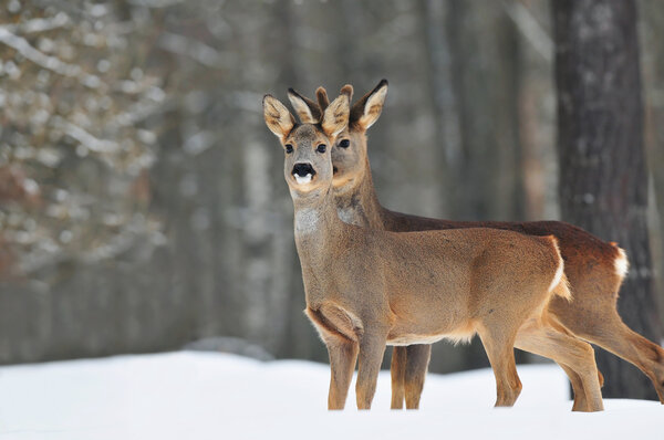 Two roe deer in winter time