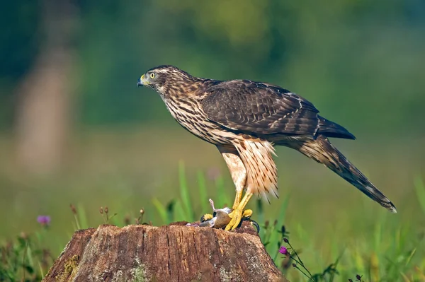 Juvenil goshawk norte con un ratón — Foto de Stock