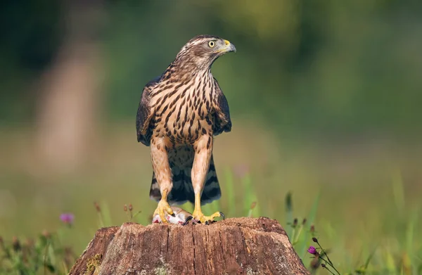 Juvenil goshawk norte con un ratón —  Fotos de Stock