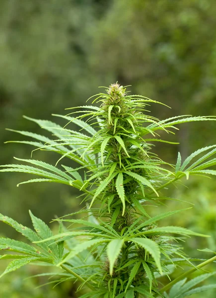 Marihuana-Knospen — Stockfoto