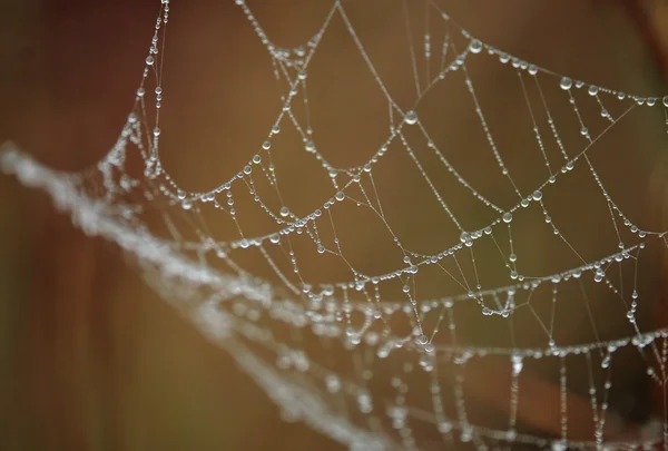 Red de araña — Foto de Stock