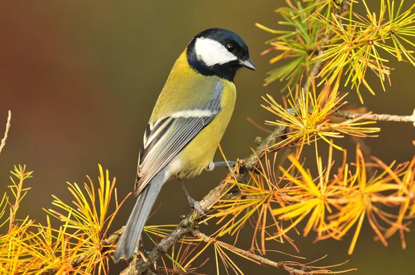 Kohlmeise — Stockfoto