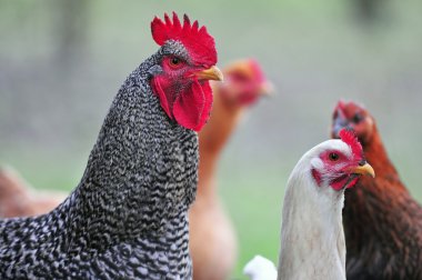 Bu tavukları ile horoz