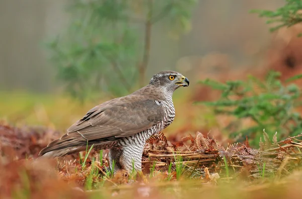 Βόρειο Goshawk — Φωτογραφία Αρχείου