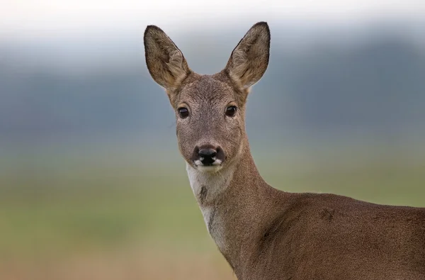 Roe herten — Stockfoto