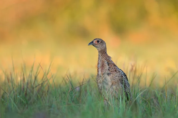 Female pheasant — Stock Photo, Image