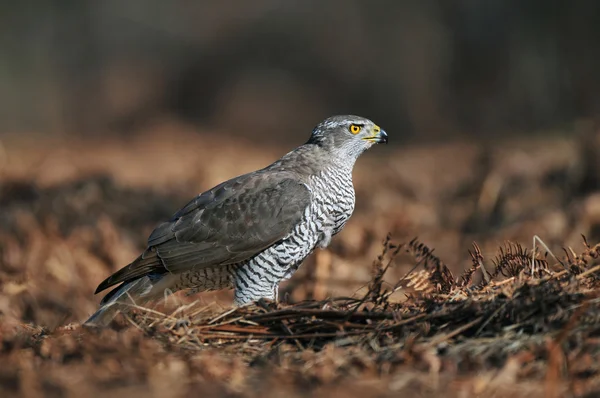 Βόρειο Goshawk — Φωτογραφία Αρχείου