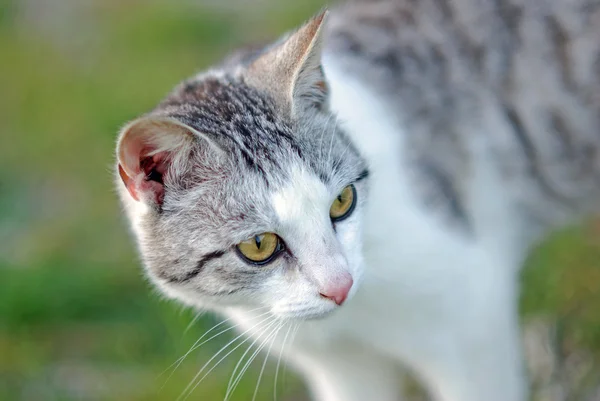 ग्रे आणि पांढरा मांजर — स्टॉक फोटो, इमेज