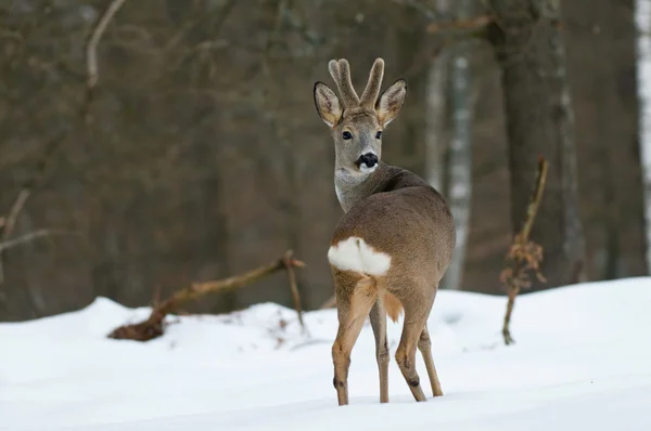 Rehwild — Stockfoto