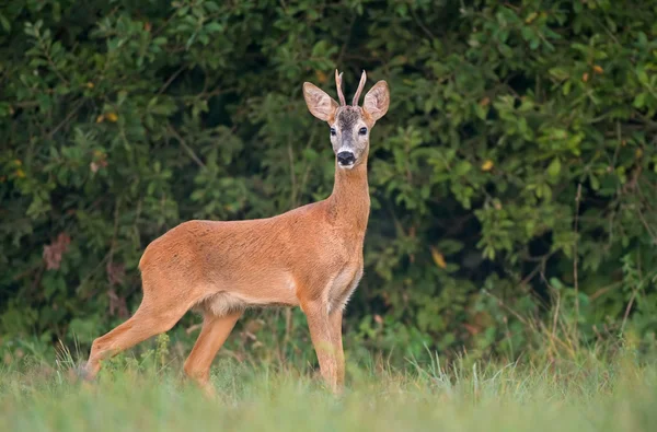 Roe deer — Stock Photo, Image