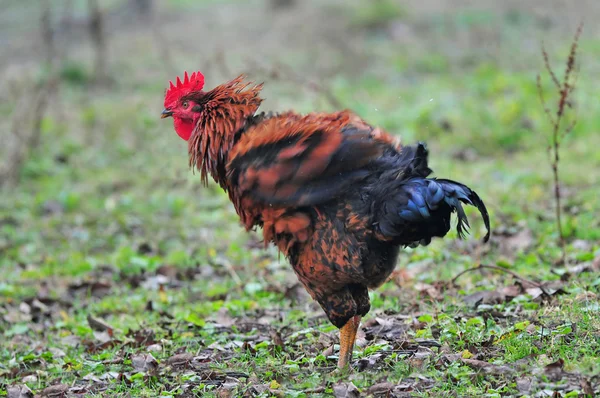 Rooster — Stock Photo, Image