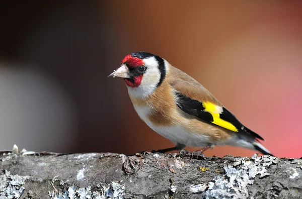 Goldfinch — Stock fotografie