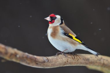 Goldfinch clipart