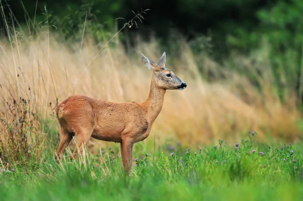 Rehwild — Stockfoto