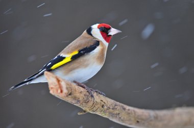 Goldfinch clipart