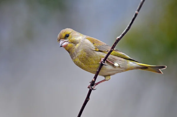 Greenfinch — Stock Photo, Image