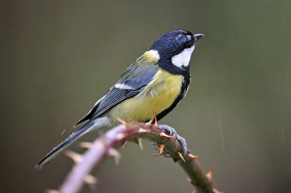 Great tit — Stock Photo, Image