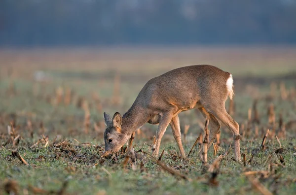 Roe herten — Stockfoto