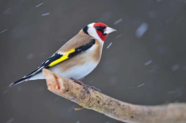 Goldfinch — стокове фото