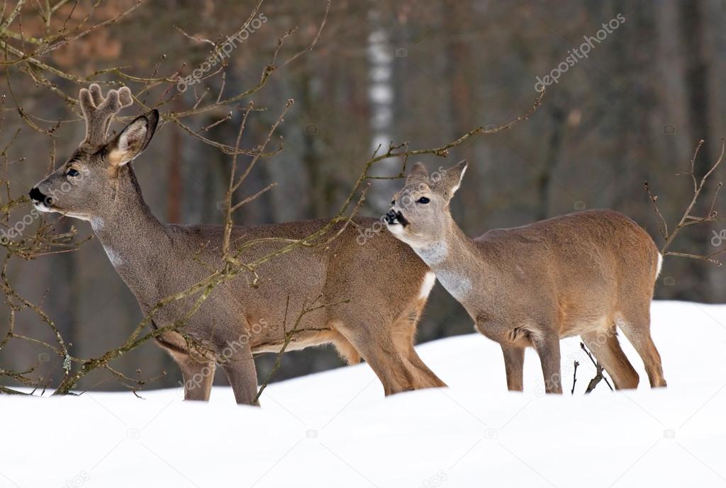 Roe deer