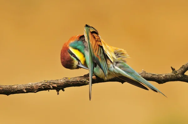 Bee eater — Stockfoto