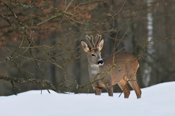 붉은 사슴 — 스톡 사진