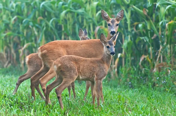 Capriolo con i cuccioli — Foto Stock