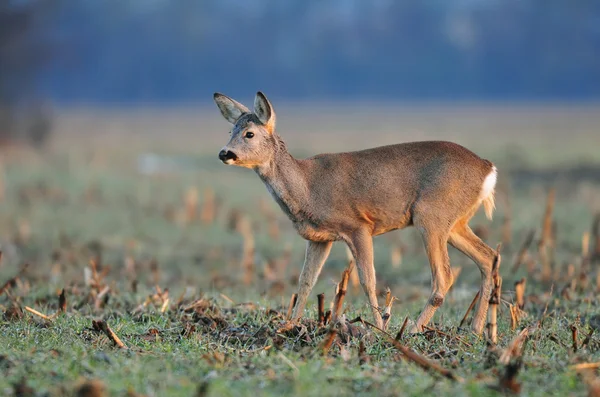 Rehwild — Stockfoto