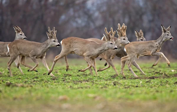 Roe deer herd — Stock Photo, Image