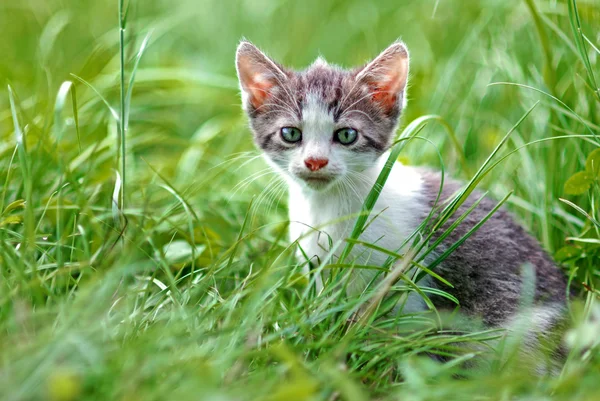 Genç kedi — Stok fotoğraf