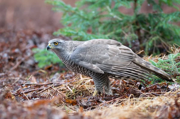 Βόρειο Goshawk — Φωτογραφία Αρχείου