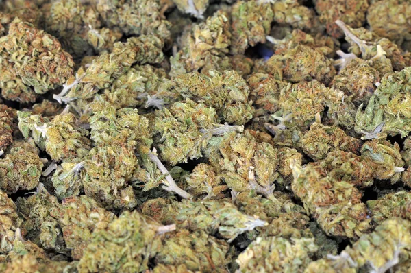 Kuru esrar tomurcukları