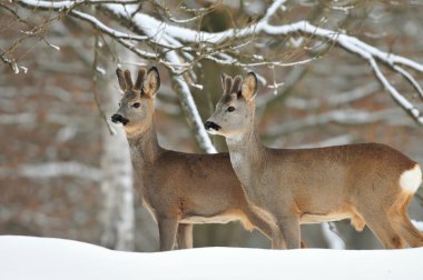 Roe deer clipart